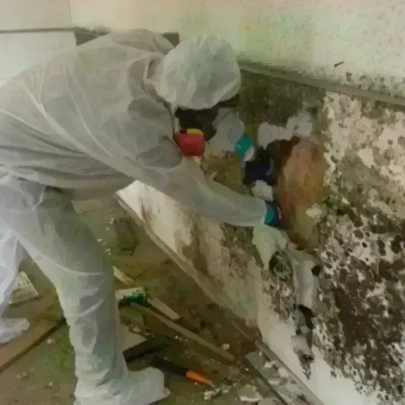 Mold Remediation and Removal in Beecher, IL